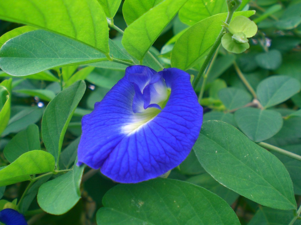 Blå blomma - bahamas