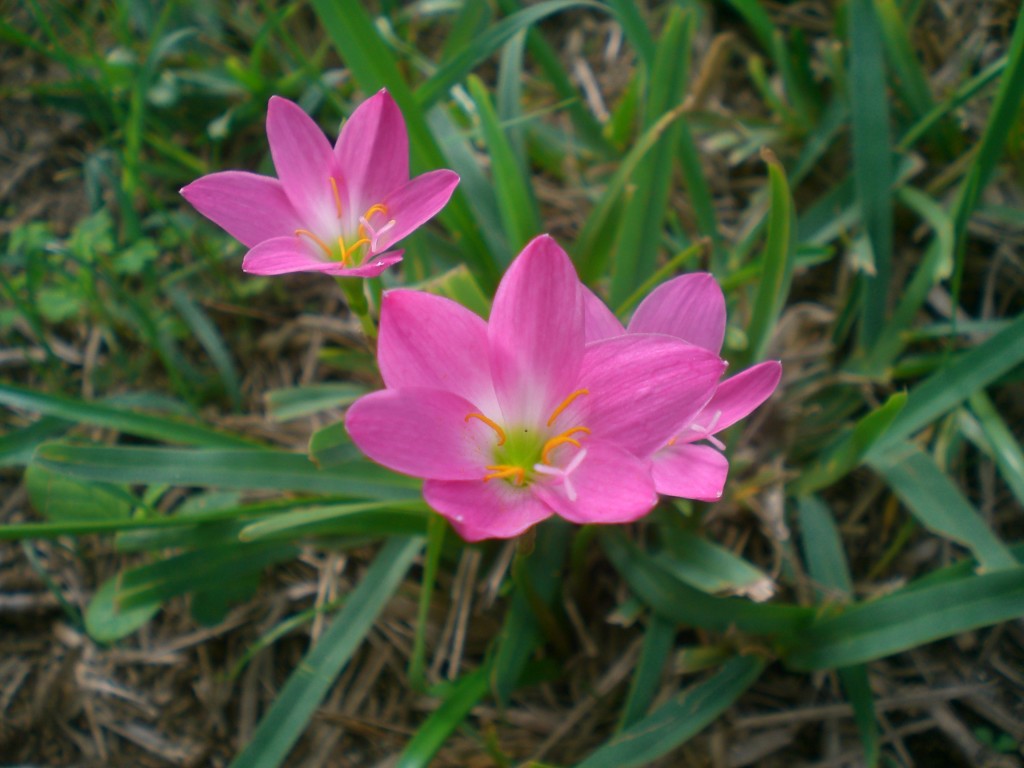 rosa blomma - bahamas